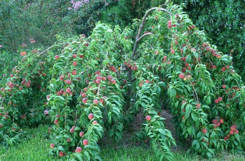 Peach - Tropic Snow